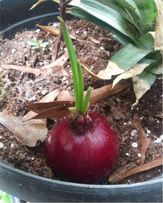 Menpulam Onion Light Red Seed(50 per packet)