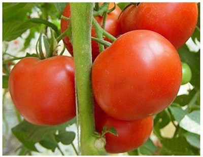 TAMRANSH TOMATO SEEDS(20 PER PACKET) Seed(20 per packet)