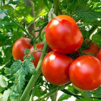 TAMRANSH TOMATO SEEDS(150 PER PACKET) Seed(150 per packet)