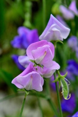 sporos Sweet pea Seed(40 per packet)