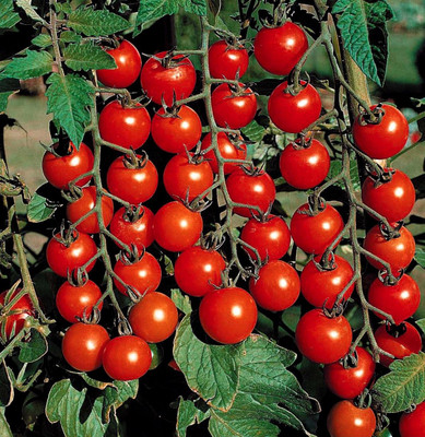 Menpulam Tomato Seed(50 per packet)
