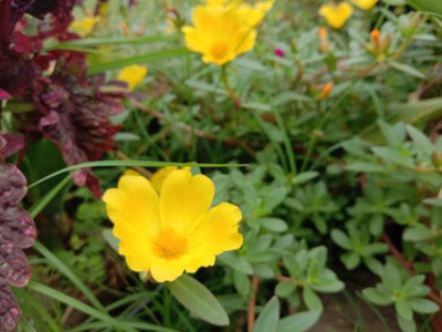 sporos Dahila Multicolor Flowers Seed(50 per packet)