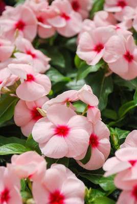 Greenry Vinca Seed(10 per packet)