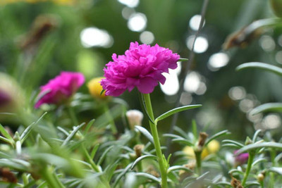sporos portulaca Seeds - Pompon Double Mixed Seed(10 per packet)