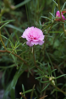 sporos Home Garden portulaca Flower Seed(15 per packet)