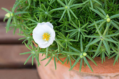 sporos portulaca Seed(30 per packet)