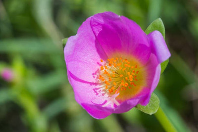 sporos Garden portulaca Mixed Hybrid Flower Seed(20 per packet)