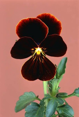 Splorias Violet or Viola Flower Seed(35 per packet)