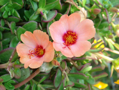 sporos portulaca Seeds - Pompon Double Mixed Seed(30 per packet)