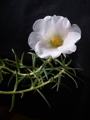 sporos portulaca Seeds - Pompon Double Mixed Seed(15 per packet)