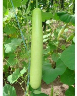 Antier Sumant Bottle Gourd Seed(100 per packet)