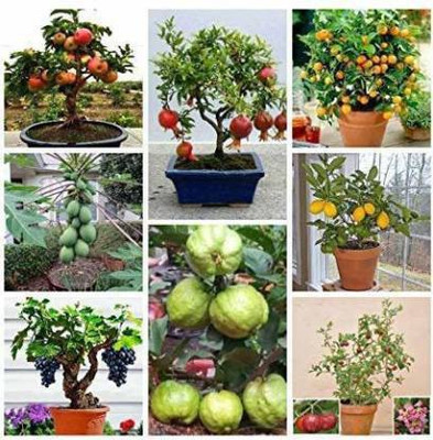 Crapulous Lemon Guava, Orange & Papaya Seed Seed(20 per packet)