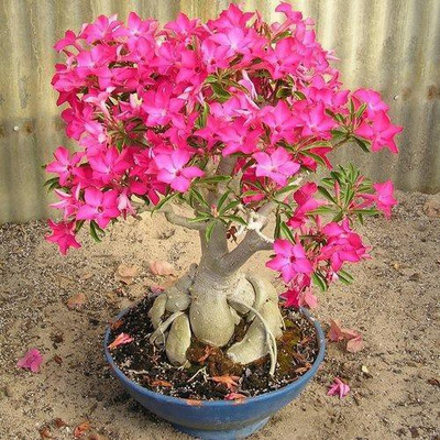 Grinian Adenium Plant(Hybrid, Pack of 1)