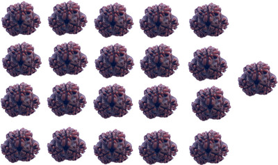 Bhuwar 3 mukhi rudraksha 21 pcs set with hole Shell