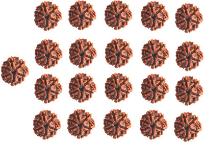 Bhuwar 6 mukhi rudraksha 21 pcs set with hole Nepal beads Shell