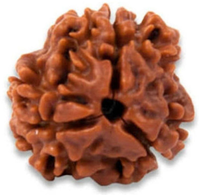 MUKTIRUDRRA 3 MUKHI RUDRAKSHA Beads Wood