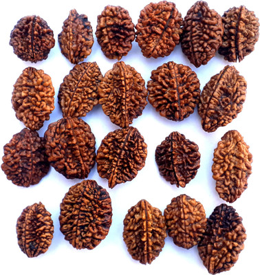 Bhuwar 2 mukhi rudraksha 21 pcs set with hole Shell