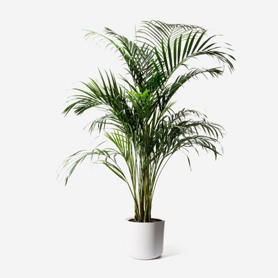Ukanda Areca Palm(Hybrid, Pack of 1)