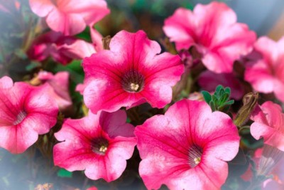 sporos Petunia Seed(20 per packet)