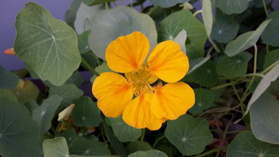 sporos Nasturtium Seed(15 per packet)