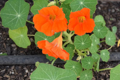 sporos Nasturtium Seed(40 per packet)