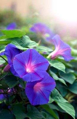 sporos Morning glory Seed(20 per packet)