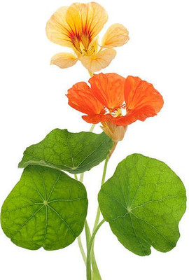 sporos Nasturtium Seed(50 per packet)