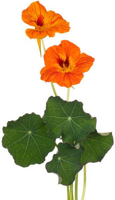 sporos Nasturtium Seed(40 per packet)
