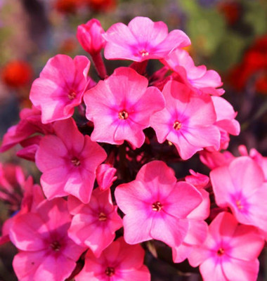 sporos Phlox Seeds - Pompon Double Mixed Seed(50 per packet)