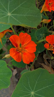 sporos Nasturtium Seed(10 per packet)