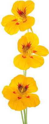 sporos Nasturtium Seed(25 per packet)