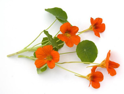 sporos Nasturtium Seed(20 per packet)