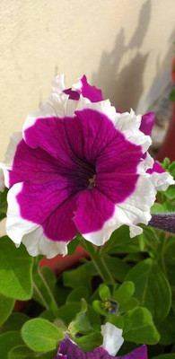 sporos Petunia Seed(50 per packet)