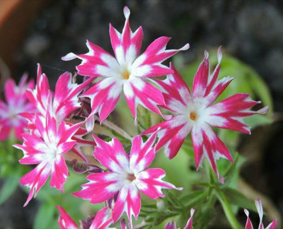 sporos Phlox Seeds - Pompon Double Mixed Seed(30 per packet)