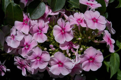 sporos Phlox f1 Seed(15 per packet)