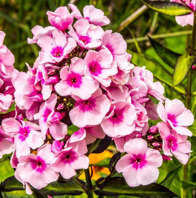 sporos Phlox Seeds - Pompon Double Mixed Seed(35 per packet)