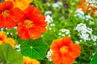sporos Nasturtium Seed(30 per packet)