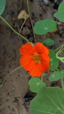 sporos Nasturtium Seed(10 per packet)