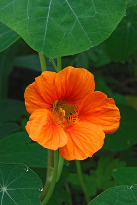 sporos Nasturtium Seed(35 per packet)