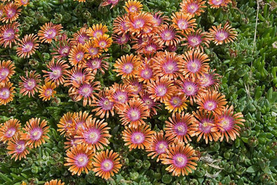 sporos Mesembryanthemum Seed(30 per packet)
