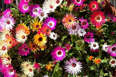 sporos Mesembryanthemum Seed(15 per packet)