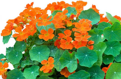 sporos Nasturtium Seed(20 per packet)