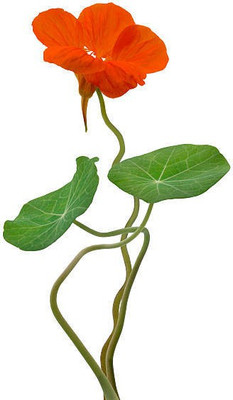 sporos Nasturtium Seed(15 per packet)