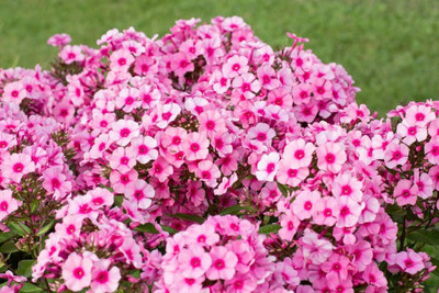 sporos Phlox Seeds - Pompon Double Mixed Seed(10 per packet)
