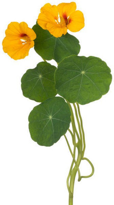 sporos Nasturtium Seed(50 per packet)