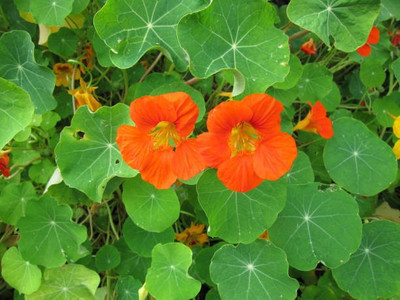 sporos Nasturtium Seed(50 per packet)