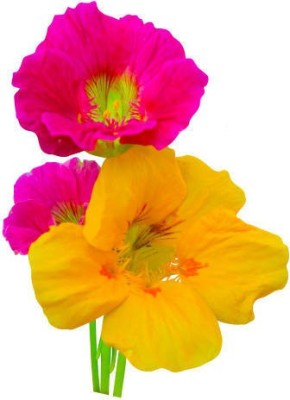 Splorias Nasturtium Flower Seed(20 per packet)