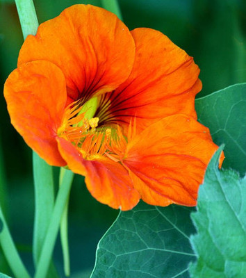sporos Nasturtium Seed(50 per packet)