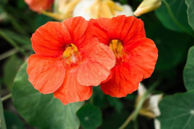 sporos Nasturtium Seed(20 per packet)