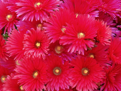 sporos Mesembryanthemum Seed(10 per packet)
